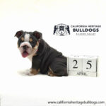 Maverick - Image 36